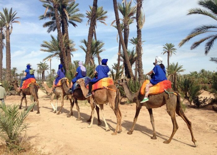 camellos-marrakech